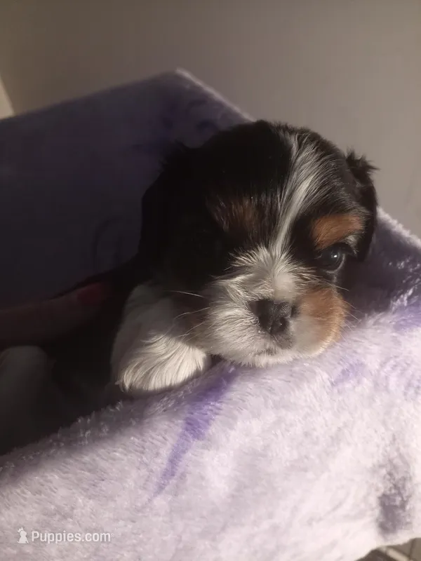 Tri-color male green collar