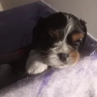 Tri-color male green collar, a male Cavalier King Charles Spaniel for sale in Abilene, TX – Photo 6 of 7