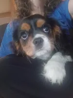 Tri-color male green collar, a male Cavalier King Charles Spaniel for sale in Abilene, TX – 7 of 10
