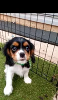 Tri-color male green collar, a male Cavalier King Charles Spaniel for sale in Abilene, TX – 8 of 10