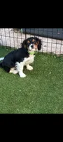 Tri-color male green collar, a male Cavalier King Charles Spaniel for sale in Abilene, TX – 6 of 10