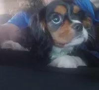 Tri-color male green collar, a male Cavalier King Charles Spaniel for sale in Abilene, TX – 5 of 10