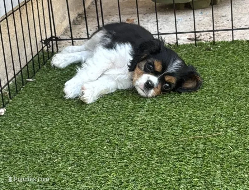 Tri-color male green collar – Cavalier King Charles Spaniel puppy for sale in Abilene, TX