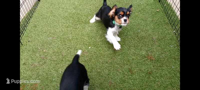 Tri-color male green collar – Cavalier King Charles Spaniel puppy for sale in Abilene, TX