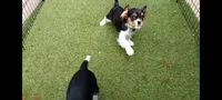 Tri-color male green collar, a male Cavalier King Charles Spaniel for sale in Abilene, TX – 4 of 10