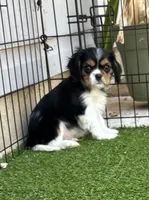 Tri-color male green collar, a male Cavalier King Charles Spaniel for sale in Abilene, TX – Photo 2 of 7