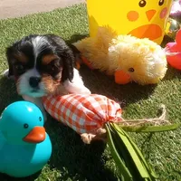 Tri-color male green collar, a male Cavalier King Charles Spaniel for sale in Abilene, TX – Photo 5 of 7