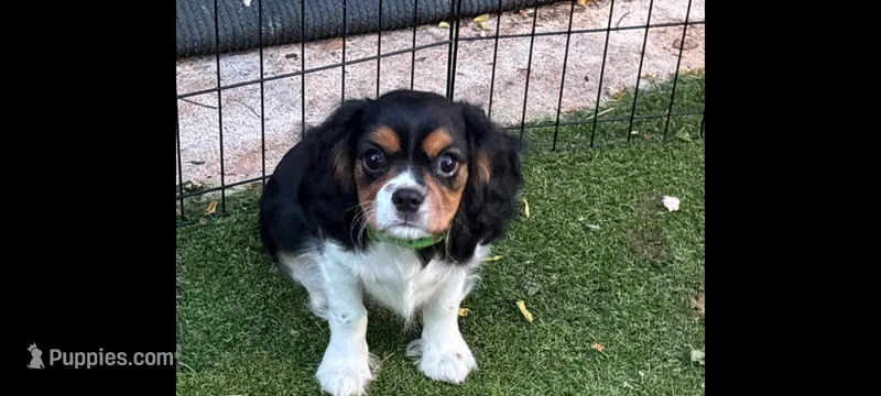 Tri-color male green collar – Cavalier King Charles Spaniel puppy for sale in Abilene, TX