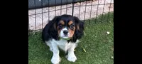 Tri-color male green collar, a male Cavalier King Charles Spaniel for sale in Abilene, TX – 3 of 10