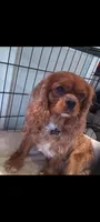 Mars Beautiful Ruby Cavi, a male Cavalier King Charles Spaniel for sale in Abilene, TX – Photo 5 of 6