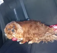 Mars Beautiful Ruby Cavi, a male Cavalier King Charles Spaniel for sale in Abilene, TX – Photo 3 of 6