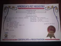 Mars Beautiful Ruby Cavi, a male Cavalier King Charles Spaniel for sale in Abilene, TX – Photo 6 of 6