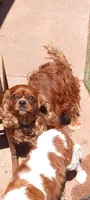 Mars Beautiful Ruby Cavi, a male Cavalier King Charles Spaniel for sale in Abilene, TX – Photo 1 of 6