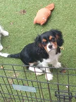 Tri-color male green collar, a male Cavalier King Charles Spaniel for sale in Abilene, TX – 2 of 10