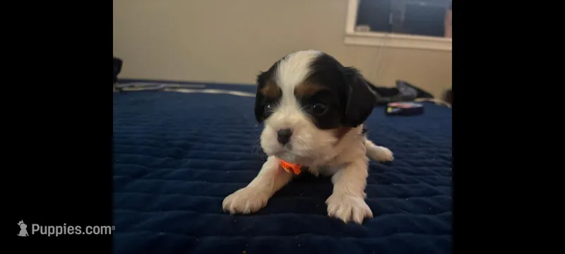 Tri-color female orange collar