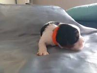 Tri-color female orange collar, a female Cavalier King Charles Spaniel for sale in Abilene, TX – Photo 6 of 8