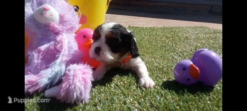 Tri-color female orange collar