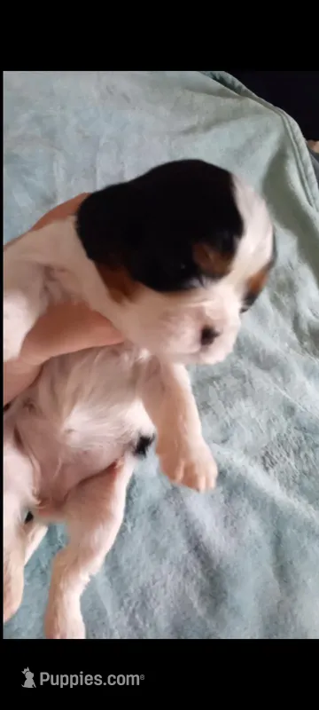 Tri-color female orange collar