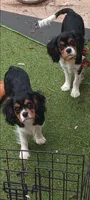 Tri-color male yellow collar, a male Cavalier King Charles Spaniel for sale in Abilene, TX – 2 of 9