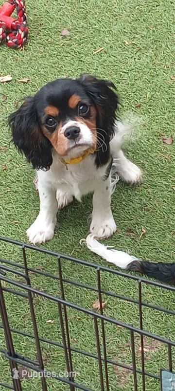 Tri-color male yellow collar – Cavalier King Charles Spaniel puppy for sale in Abilene, TX