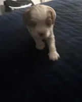 Blenheim Boy blue collar, a male Cavalier King Charles Spaniel for sale in Abilene, TX – Photo 3 of 10