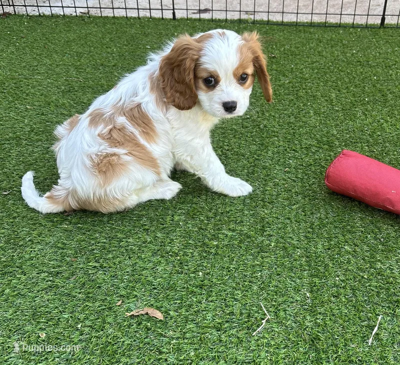 Blenheim Boy blue collar – Cavalier King Charles Spaniel puppy for sale in Abilene, TX