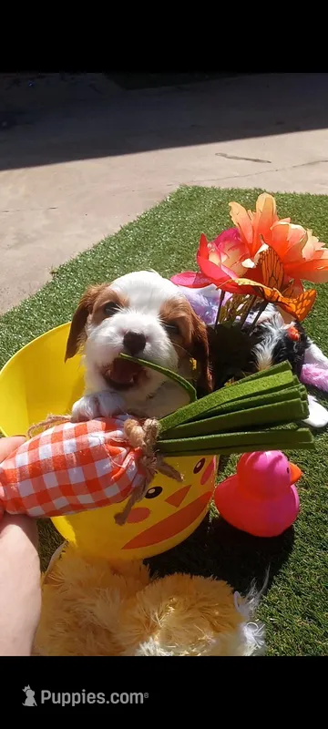 Blenheim Boy blue collar