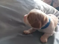 Blenheim Boy blue collar, a male Cavalier King Charles Spaniel for sale in Abilene, TX – Photo 9 of 10