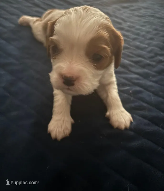 Blenheim Boy blue collar