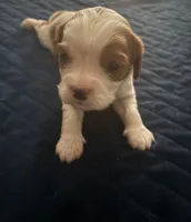 Blenheim Boy blue collar, a male Cavalier King Charles Spaniel for sale in Abilene, TX – Photo 1 of 10