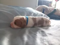 Blenheim Boy blue collar, a male Cavalier King Charles Spaniel for sale in Abilene, TX – Photo 7 of 10