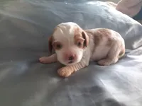 Blenheim Boy blue collar, a male Cavalier King Charles Spaniel for sale in Abilene, TX – Photo 6 of 10