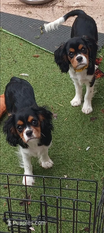 Tri-color male green collar – Cavalier King Charles Spaniel puppy for sale in Abilene, TX