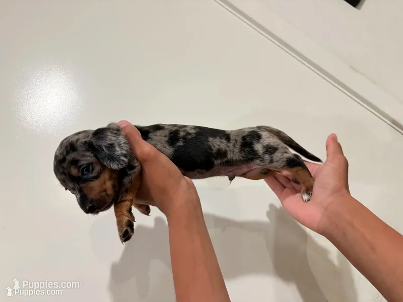 Cody  – Dachshund puppy for sale in Palmdale, CA