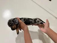 Cody , a male Dachshund for sale in Palmdale, CA – 1 of 1