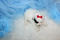 Maltipoo Male Puppy, a male Maltipoo for sale in Sparta, TN – 4 of 4