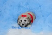 Maltipoo Male Puppy, a male Maltipoo for sale in Sparta, TN – 2 of 4