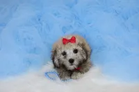 Maltipoo Male Puppy, a male Maltipoo for sale in Sparta, TN – 3 of 4