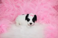 Maltipoo Female Puppy, a female Maltipoo for sale in Sparta, TN – 2 of 4