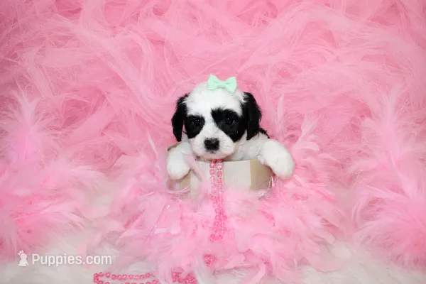 Maltipoo Female Puppy – Maltipoo puppy for sale in Sparta, TN