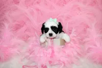 Maltipoo Female Puppy, a female Maltipoo for sale in Sparta, TN – 1 of 4
