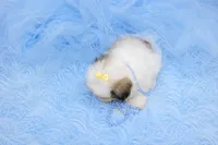 Malti-tzu Male Puppy, a male Mal Shi for sale in Sparta, TN – 4 of 4