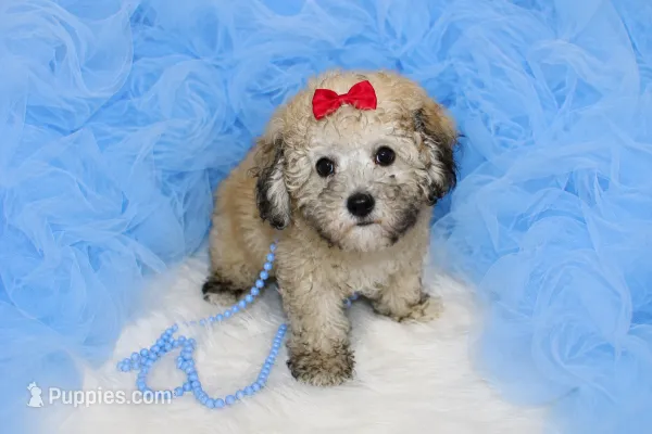 Maltipoo Male Puppy – Maltipoo puppy for sale in Sparta, TN