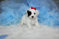 Maltipoo Male Puppy, a male Maltipoo for sale in Sparta, TN – 2 of 4