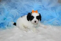 Maltipoo Male Puppy, a male Maltipoo for sale in Sparta, TN – 2 of 4