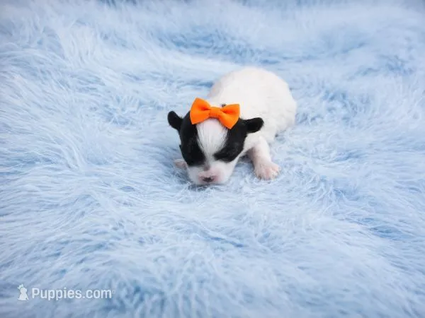 Maltipoo Male Puppy – Maltipoo puppy for sale in Sparta, TN