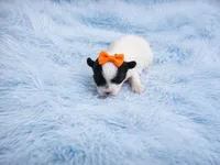 Maltipoo Male Puppy, a male Maltipoo for sale in Sparta, TN – Photo 1 of 2