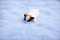 Maltipoo Male Puppy, a male Maltipoo for sale in Sparta, TN – Photo 2 of 2