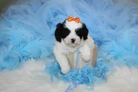 Maltipoo Male Puppy, a male Maltipoo for sale in Sparta, TN – 3 of 4