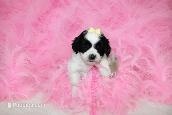 Maltipoo Female Puppy – Maltipoo puppy for sale in Sparta, TN
